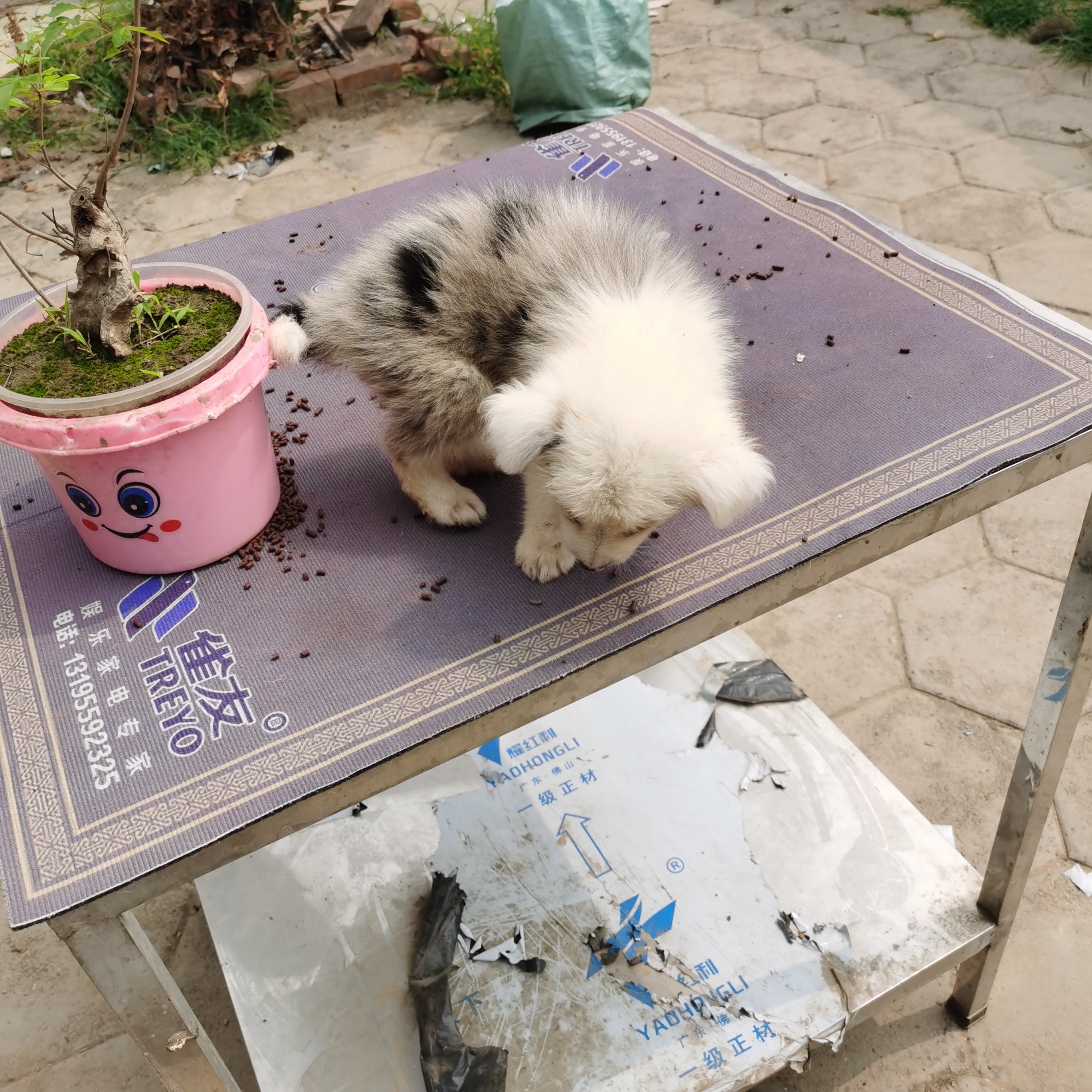 陨石边牧幼犬